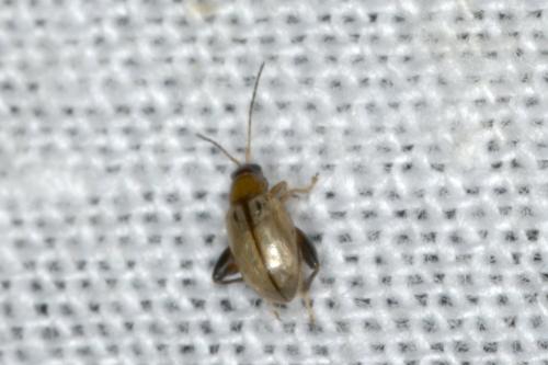 Longitarsus sp.